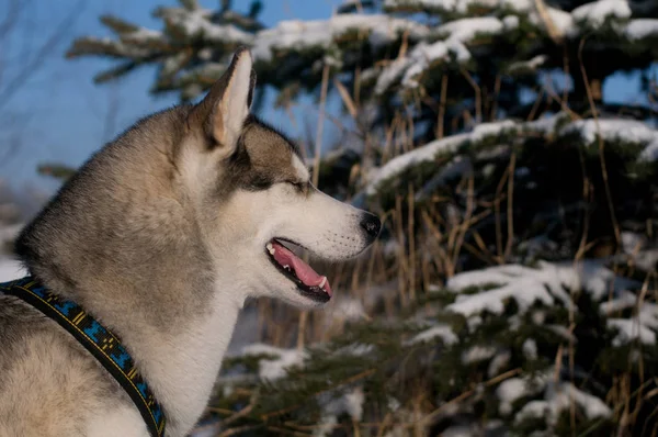 Detailní portrét husky outdoor — Stock fotografie