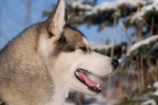 Närbild porträtt av husky utomhus — Stockfoto