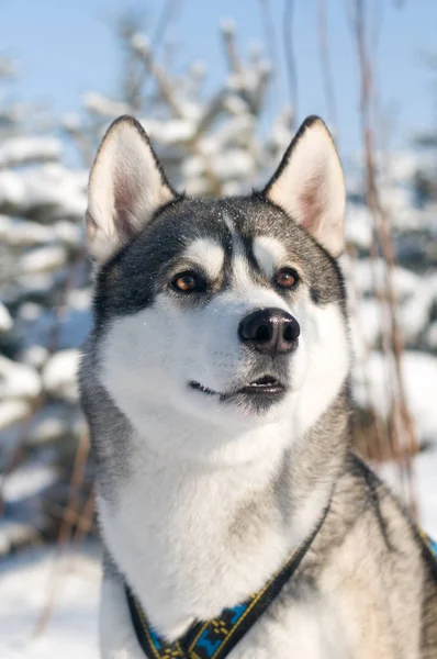 Retrato de close-up de husky ao ar livre — Fotografia de Stock