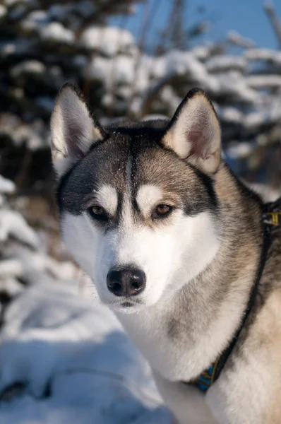 Closeup portret van husky buiten — Stockfoto