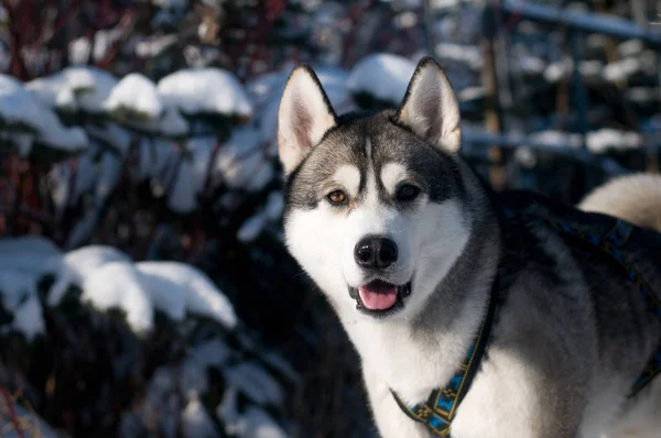 Primer plano retrato de husky al aire libre — Foto de Stock