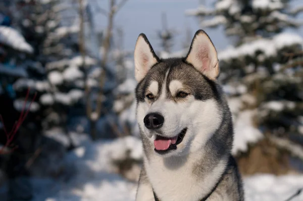 Primo piano ritratto di husky outdoor — Foto Stock