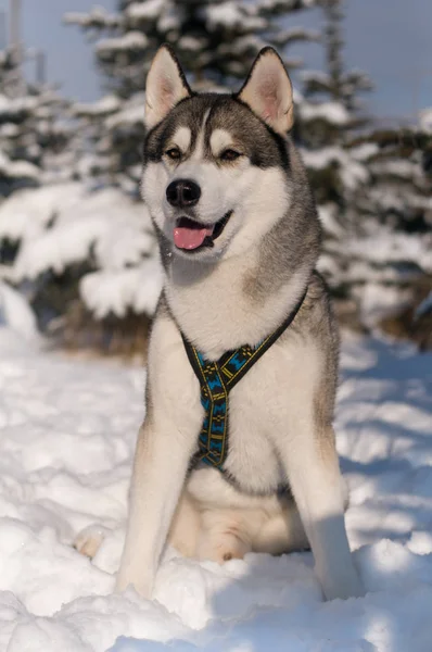 Sittande porträtt av husky — Stockfoto