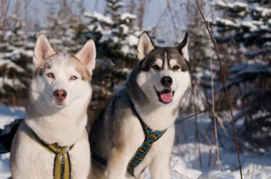 iki siberian dış yapraklar