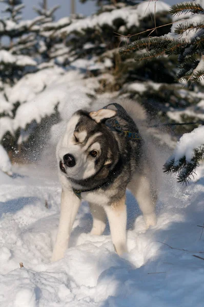 Siberian dış yapraklar sallayarak — Stok fotoğraf