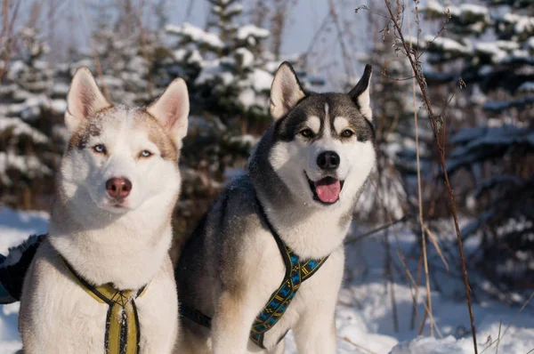 Δύο Σιβηρία σκύλος χάσκεϋ — Φωτογραφία Αρχείου