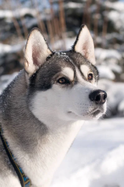 Detailní portrét husky outdoor — Stock fotografie