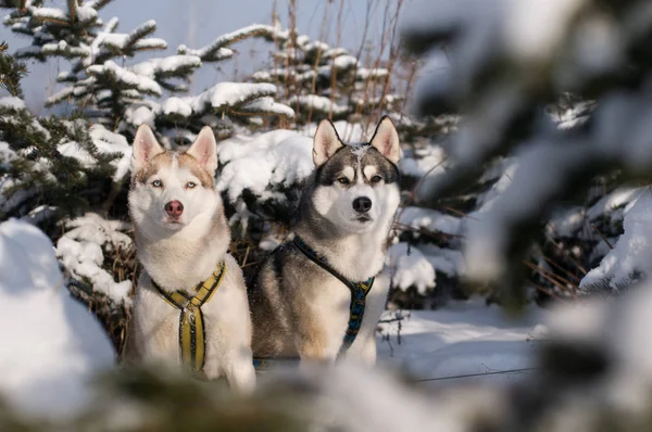 Dois husky siberiano — Fotografia de Stock