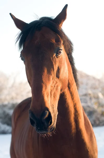 Horse portrate bay color in winter — Stock Photo, Image