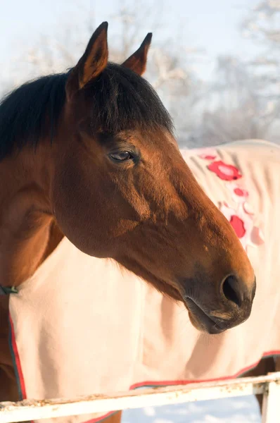 Retrato de caballo color bahía en invierno —  Fotos de Stock