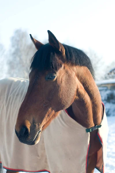 Horse portrate bay color in winter — Stock Photo, Image