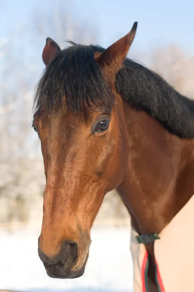 Paard portrate bay kleur in de winter — Stockfoto