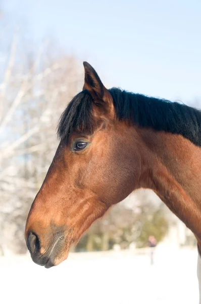 Portrate de cheval baie couleur en hiver — Photo