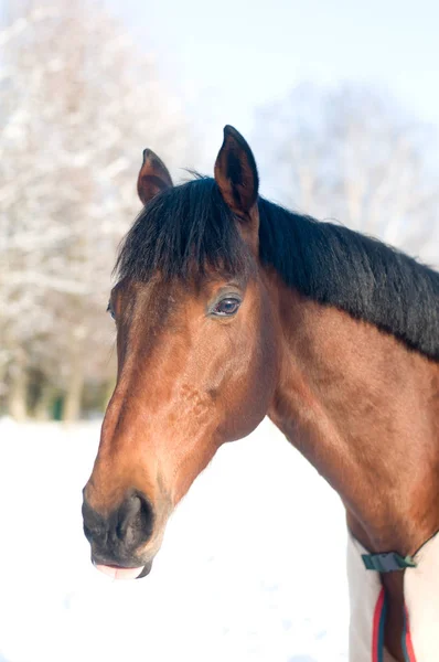 Portrate de cheval baie couleur en hiver — Photo