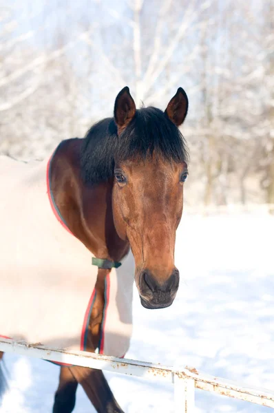 Paard portrate bay kleur in de winter — Stockfoto