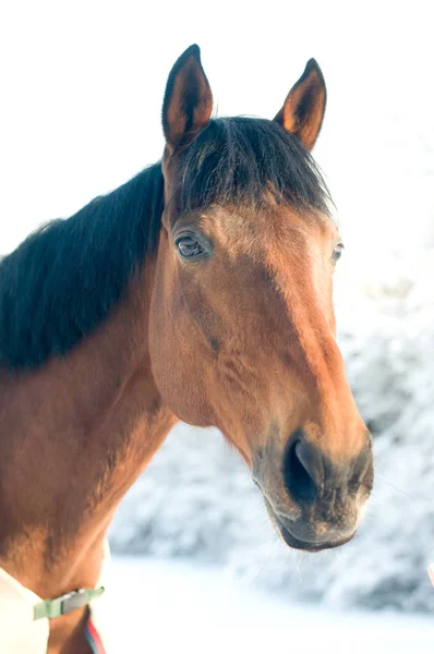 Retrato de caballo color bahía en invierno —  Fotos de Stock
