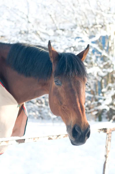 Cavalo retratar a cor da baía no inverno — Fotografia de Stock