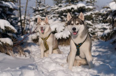 Siberian dış yapraklar kış portresi