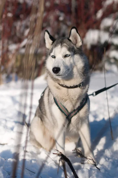 Sibiřský husky zimní portrét — Stock fotografie