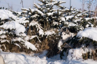 Siberian dış yapraklar kış portresi