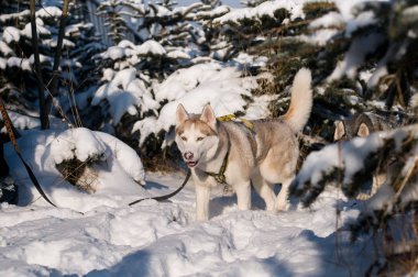 Siberian dış yapraklar kış portresi