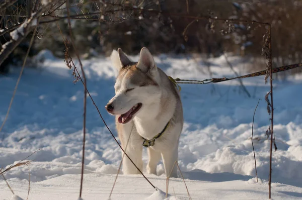Retrato de invierno husky siberiano —  Fotos de Stock