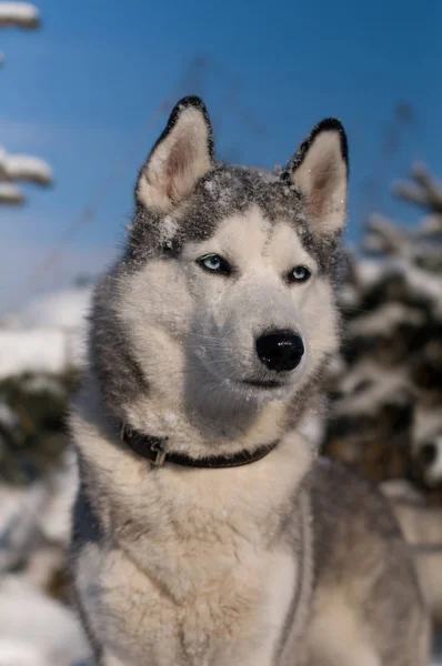 Siberian husky vintern porträtt — Stockfoto