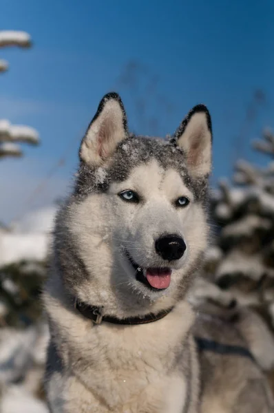 Siberian husky zimowe portret — Zdjęcie stockowe
