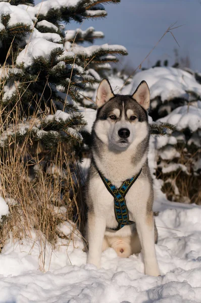 Siberian husky zimowe portret — Zdjęcie stockowe