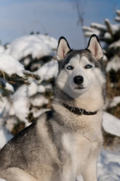 Retrato de invierno husky siberiano — Foto de Stock