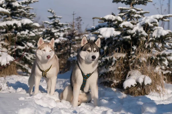 Retrato de inverno marinho siberiano — Fotografia de Stock