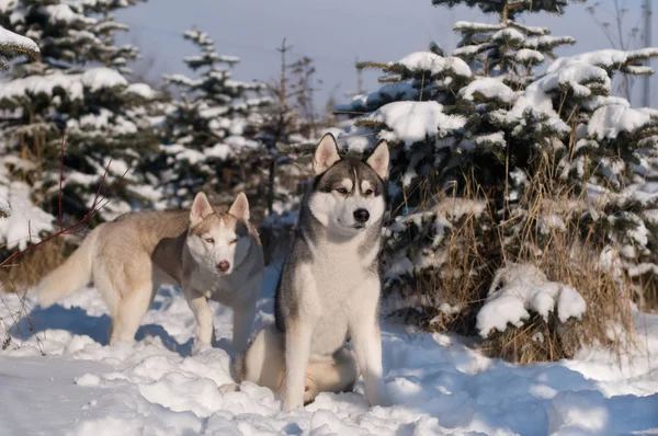 Retrato de invierno husky siberiano —  Fotos de Stock