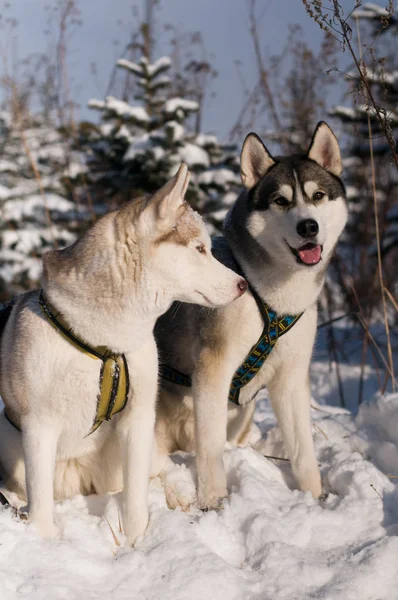 西伯利亚雪橇犬冬季肖像 — 图库照片