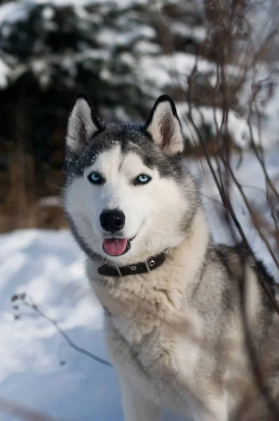 Sibiřský husky zimní portrét — Stock fotografie