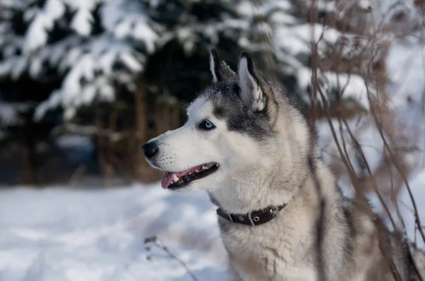 Siberian husky vintern porträtt — Stockfoto