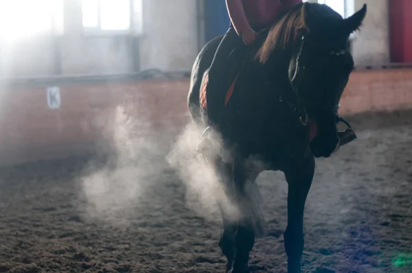 Horse portrait exhale in manege — Stock Photo, Image