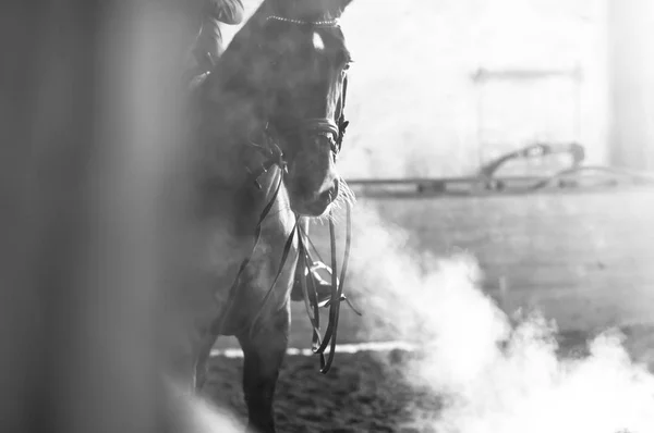 Horse portrait exhale in manege — Stock Photo, Image