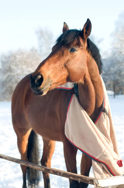 Horse bay color portrait — Stock Photo, Image