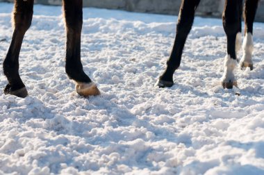 Beyaz kar üzerinde dört ayaklar