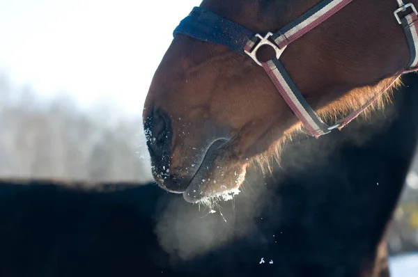 Foto de primer plano de resoplido de caballo — Foto de Stock