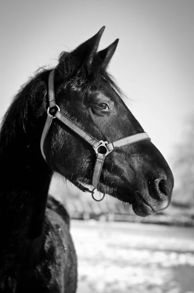Black and white portrait of horse — Stock Photo, Image