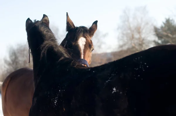 Horses in love portrait — Stock Photo, Image