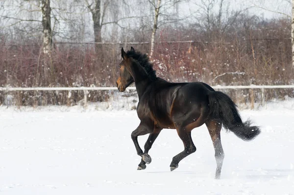白い雪に覆われたフィールで実行されている湾の馬の色 — ストック写真