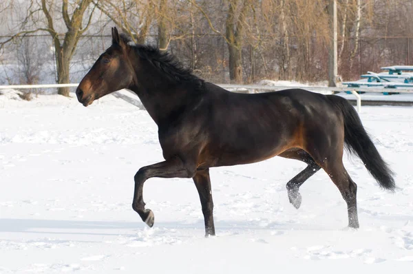 Cor da baía de cavalo correndo na neve branca fiel — Fotografia de Stock