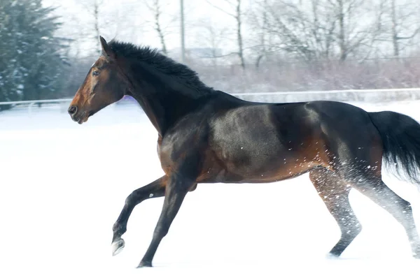 Paard baai kleur uitgevoerd op wit besneeuwde fiel — Stockfoto