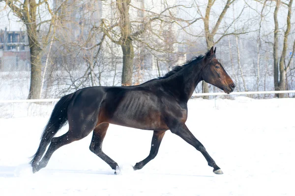 Cor da baía de cavalo correndo na neve branca fiel — Fotografia de Stock