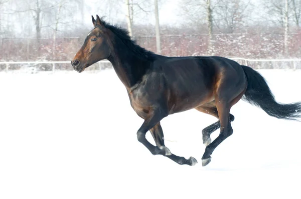 Häst bay färg körs på vit snöig fiel — Stockfoto