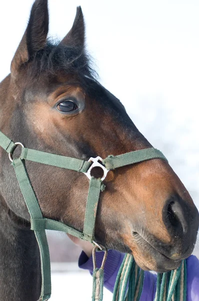 Paard portret close-up — Stockfoto