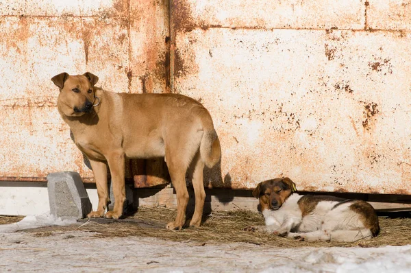 Two stray dogs near rusty colored gate — Stock Photo, Image