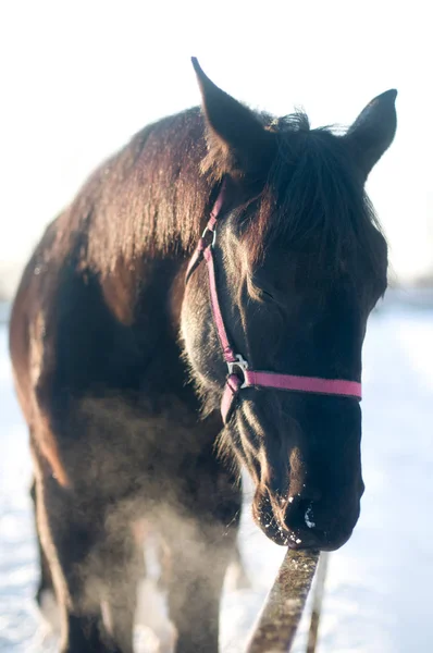 Black horse portrait in winter — Stock Photo, Image